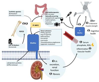 Klotho, Aging, and the Failing Kidney